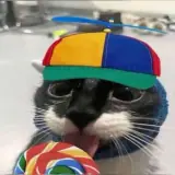 Figurinha de Gatos para WhatsApp