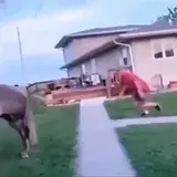 Figurinha de Animais para WhatsApp