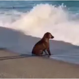 Figurinha de Cachorros para WhatsApp