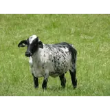 Figurinha de Animais para WhatsApp