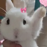 Figurinha de Animais para WhatsApp