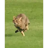 Animais WhatsApp sticker