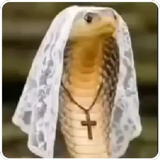 Coletadas sticker 100