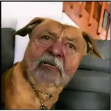 Figurinha de Cachorros para WhatsApp