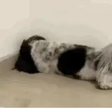 Figurinha para WhatsApp