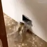 Figurinha de Engraçados para WhatsApp