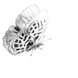 Figurinha de Animais para WhatsApp