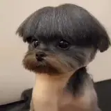 Figurinha de Cachorros para WhatsApp