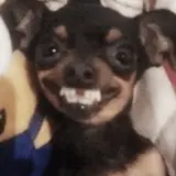 Figurinha de Cachorros para WhatsApp