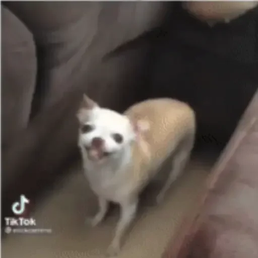 Figurinha para WhatsApp — Cachorros