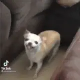 Figurinha de Cachorros para WhatsApp