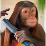 Figurinha de Engraçados para WhatsApp