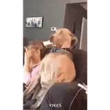 Figurinha de Cachorros para WhatsApp