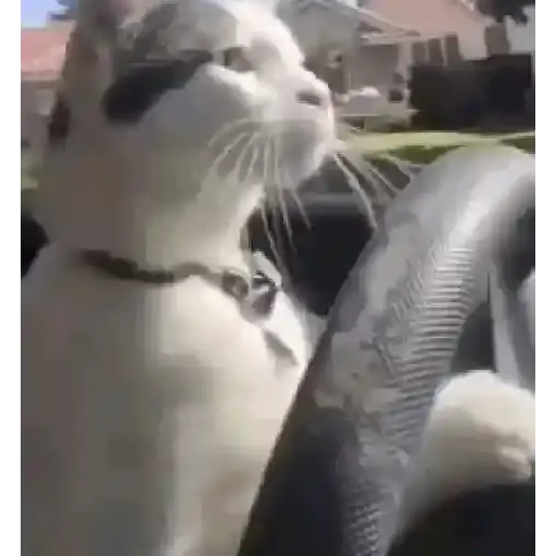 Coletadas sticker 123