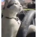 Figurinha para WhatsApp