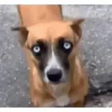 Sticker de Cachorros para WhatsApp