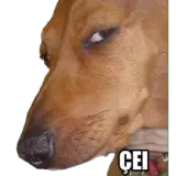 Figurinha para WhatsApp
