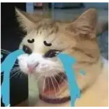 Figurinha de Gatos para WhatsApp