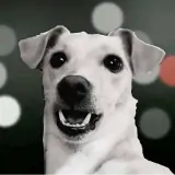 Figurinha de Cachorros para WhatsApp