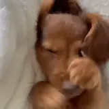 Sticker de Cachorros para WhatsApp