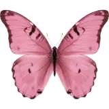 Figurinha de Animais para WhatsApp