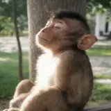 Figurinha de Animais para WhatsApp