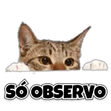 Figurinha de Gatos para WhatsApp