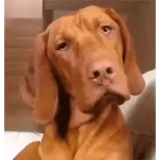 Cachorros WhatsApp sticker