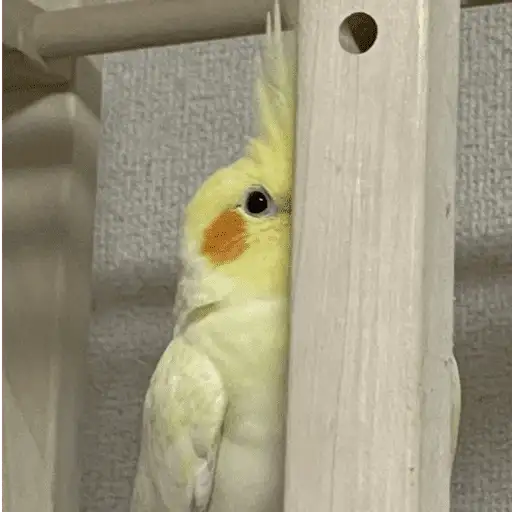 Coletadas sticker 331