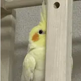 Figurinha para WhatsApp