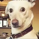 Cachorros WhatsApp sticker