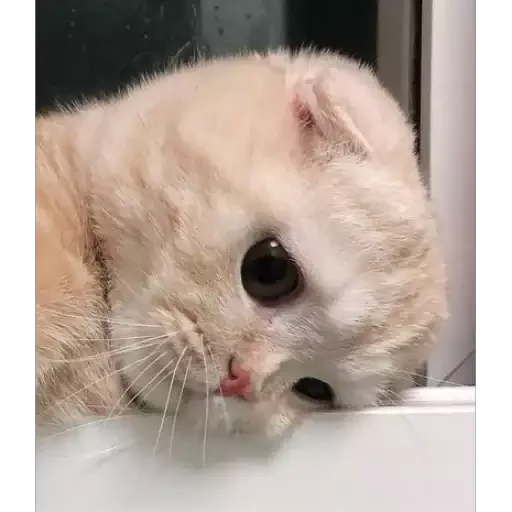 Figurinha para WhatsApp — Gatos