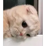 Figurinha de Gatos para WhatsApp