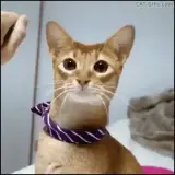 Figurinha de Gatos para WhatsApp