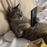 Figurinha de Animais para WhatsApp