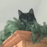 Figurinha para WhatsApp