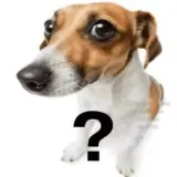 Figurinha de Cachorros para WhatsApp