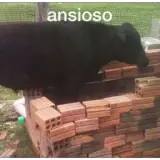 Figurinha para WhatsApp