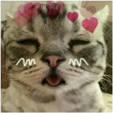 Figurinha de Gatos para WhatsApp