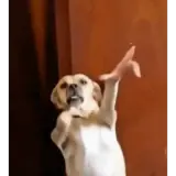 Cachorros WhatsApp sticker