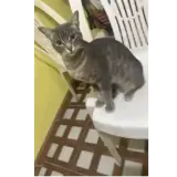 Figurinha de Gatos para WhatsApp