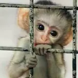 Figurinha de Animais para WhatsApp