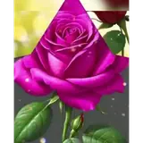 Sticker para WhatsApp