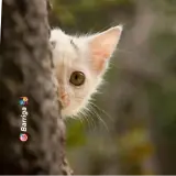 Figurinha de Gatos para WhatsApp