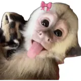 Figurinha de Animais para WhatsApp