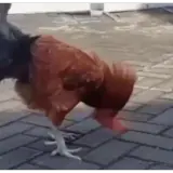 Figurinha para WhatsApp