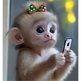 Figurinha de Animais para WhatsApp