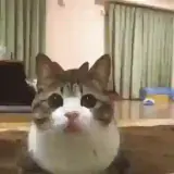 Gatos WhatsApp sticker