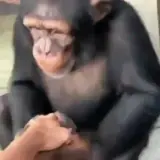 Figurinha de Animais para WhatsApp