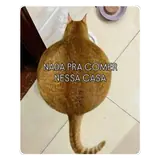Figurinha de Gatos para WhatsApp